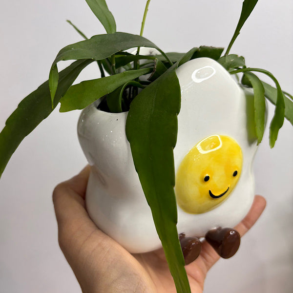 Rhipsalis in Ellie Egg Pot