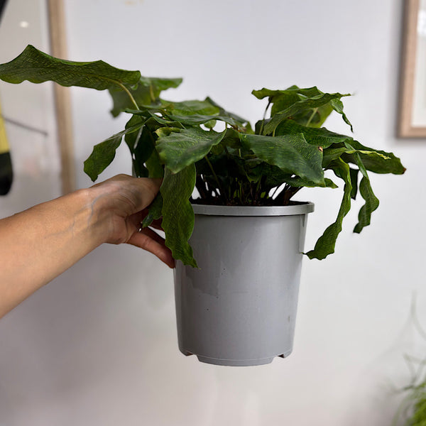 Calathea Musaica 170mm