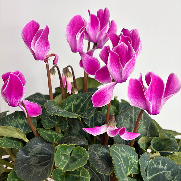 Cyclamen Allure Flame Purple in Large Glass Self Watering Pot