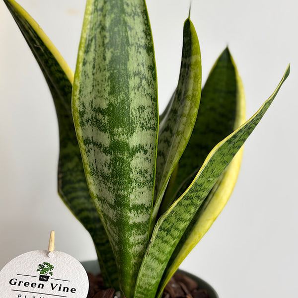 Sansevieria Snake Plant in Medium Oslo Pot Eucalyptus