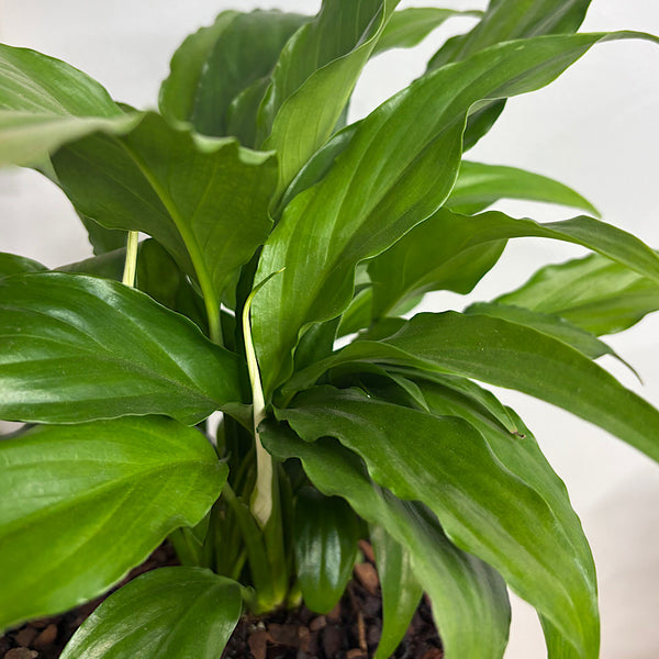 Peace Lily in Medium Squat Glass Cylinder