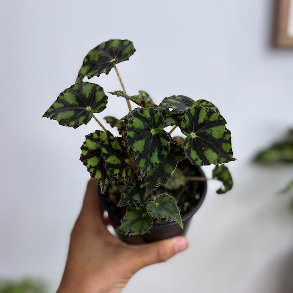 Begonia Rex Tiger Eyelash Begonia 100mm