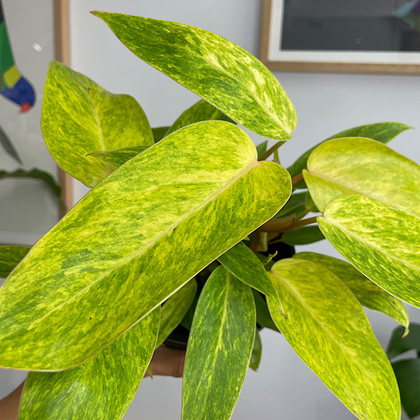 Philodendron Painted Lady 130mm