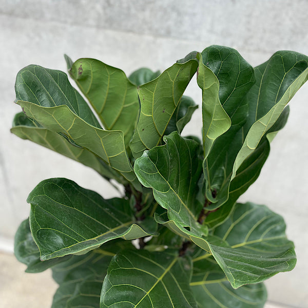 Ficus Lyrata Fiddle Leaf Fig 300mm