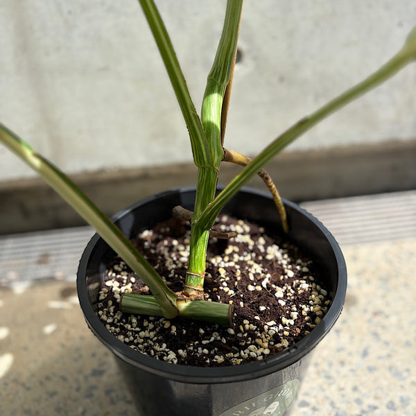 Monstera Borsigiana Albo Variegated Monstera 200mm
