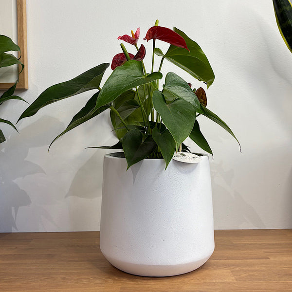 Anthurium Flamingo Flower Red in Modestone Pot White