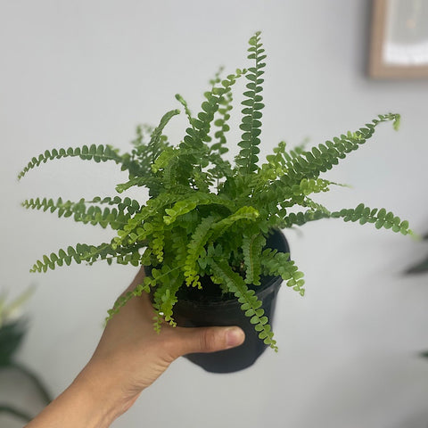 Nephrolepis Cordifolia Duffii Fern 120mm