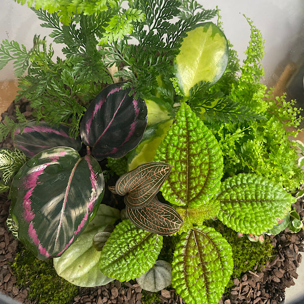 Lush Teardrop Terrarium #0422