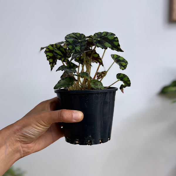 Begonia Rex Tiger Eyelash Begonia 100mm