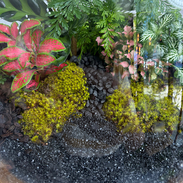 Lush Low Teardrop Terrarium #0912