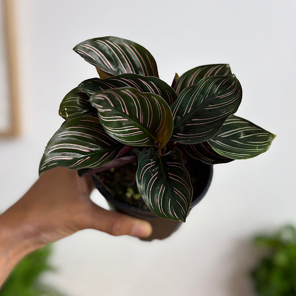 Calathea Ornata Pinstripe 100mm