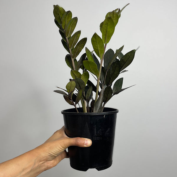 Zamioculcas Raven Black ZZ Plant 140mm