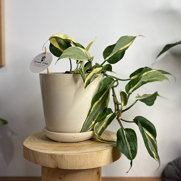 Philodendron Rio Cream Splash in Medium Gerti Speckle Pot White Speckle