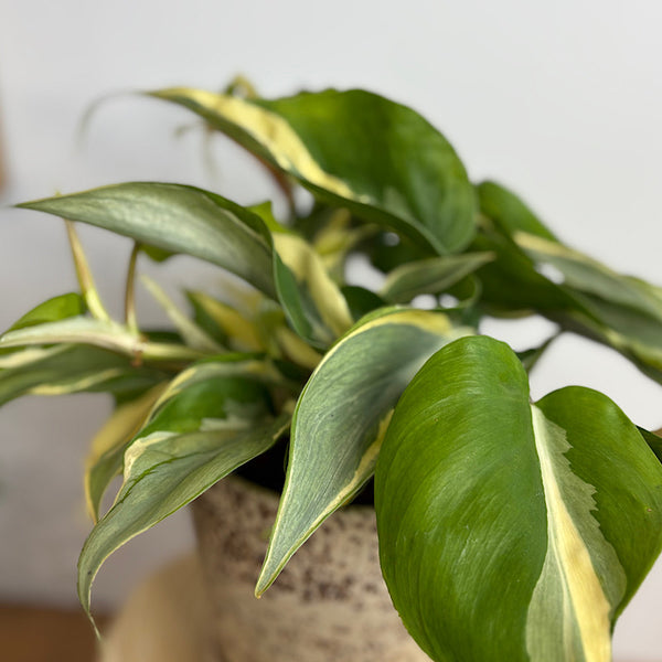 Philodendron Rio in Medium Gerti Speckle Pot Cookies and Cream