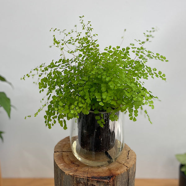 Maidenhair Fern in Large Self Watering Glass Pot