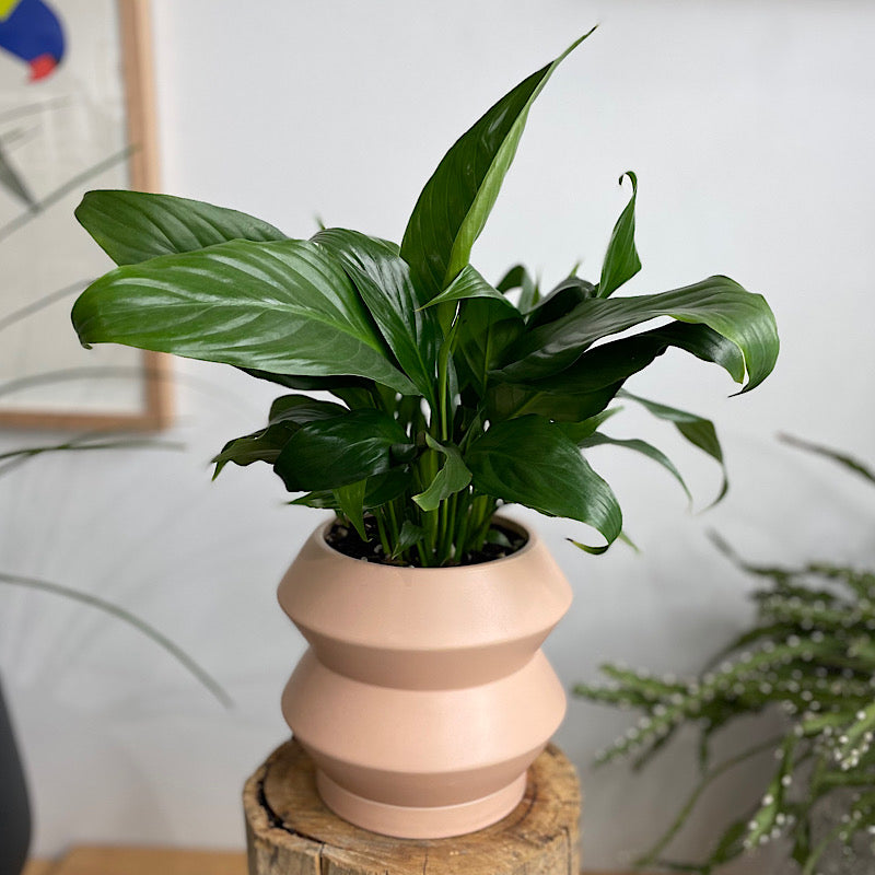 Peace Lily in Hanover Pot Peach