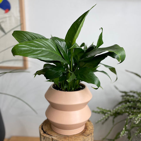 Peace Lily in Hanover Pot Peach