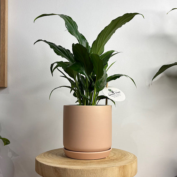 Peace Lily in Small Oslo Pot Peach