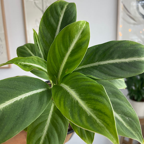 Spathiphyllum Silver Streak Peace Lily 130mm