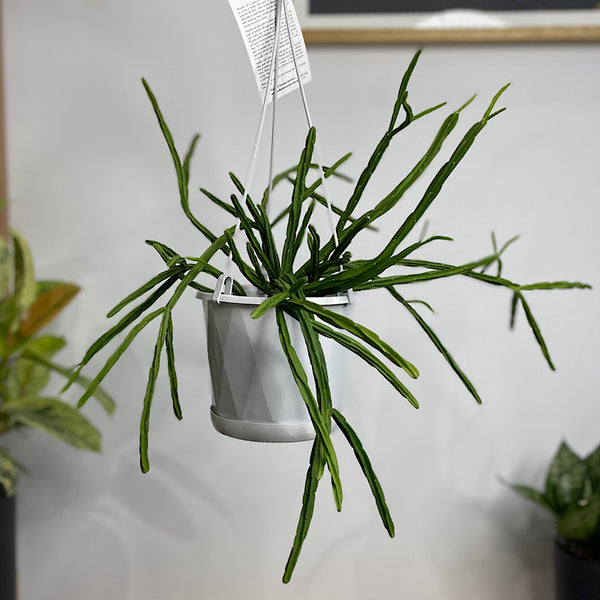 Rhipsalis Pentaptera 130mm Hanging