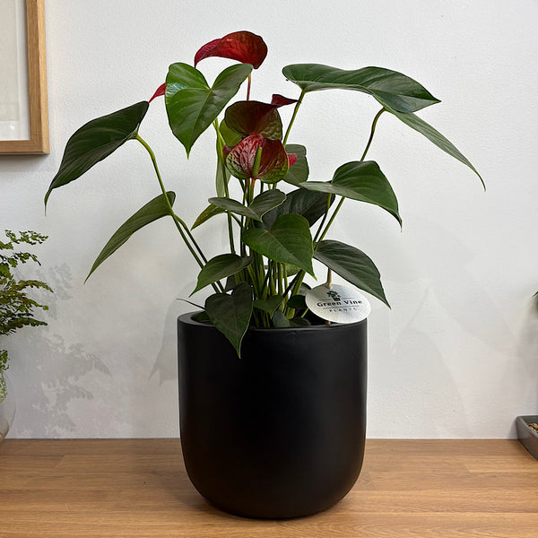 Anthurium Flamingo Flower Red in Winter Egg Pot Black