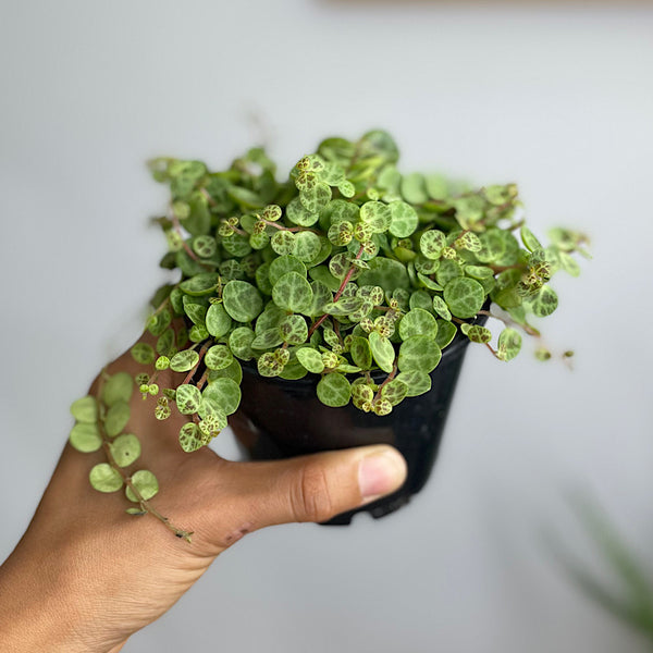 Peperomia Prostrata String of Turtles 100mm