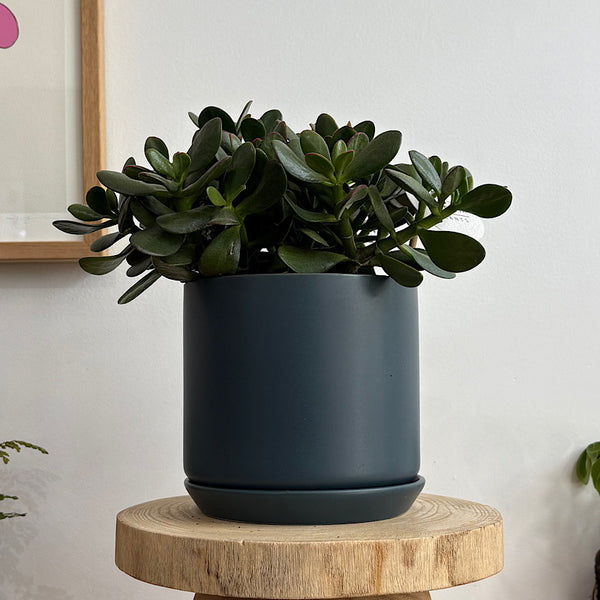 Crassula Ovata Succulent in Medium Oslo Pot Navy
