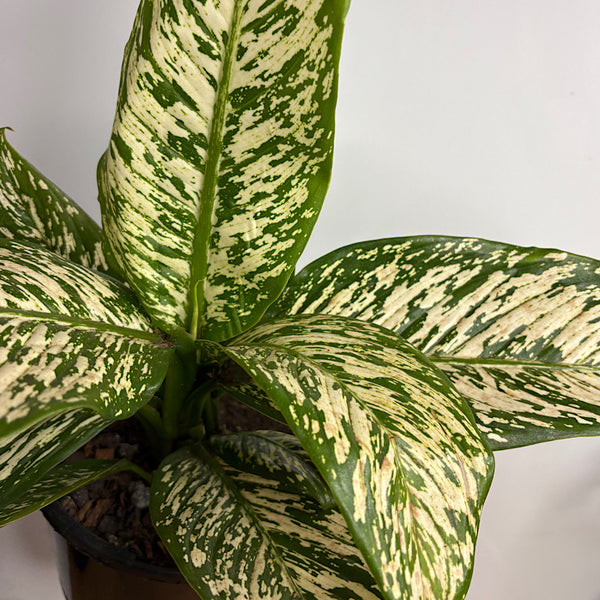 Dieffenbachia White Blizzard 200mm
