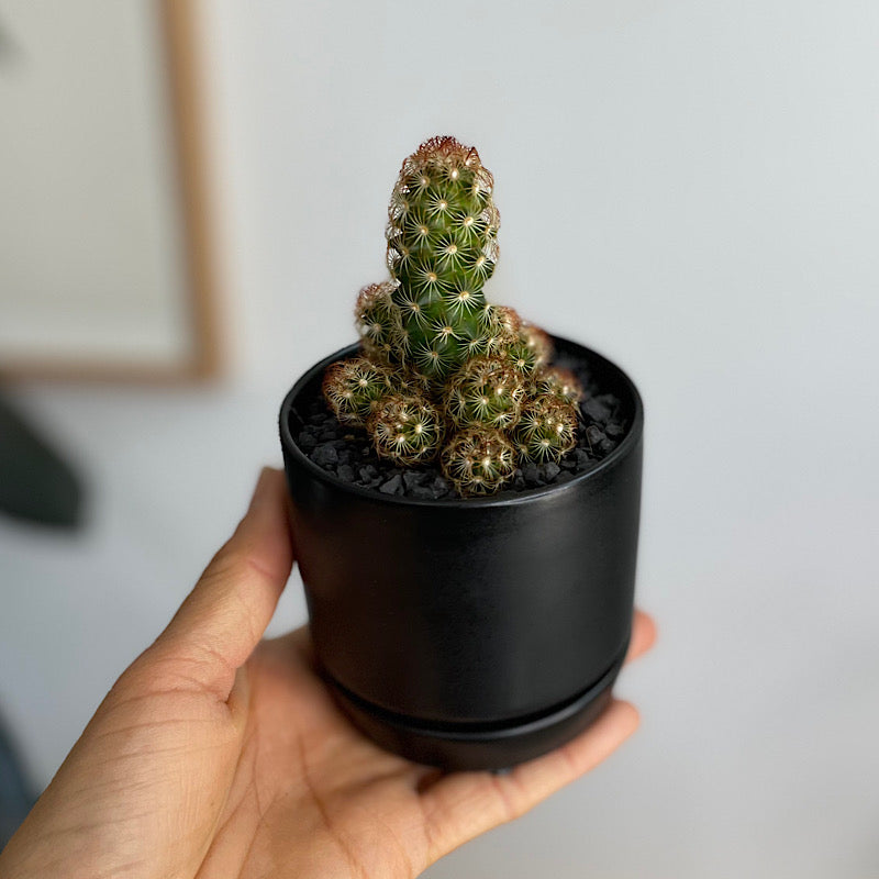 Succulent/ Cactus in Mini Oslo Pot