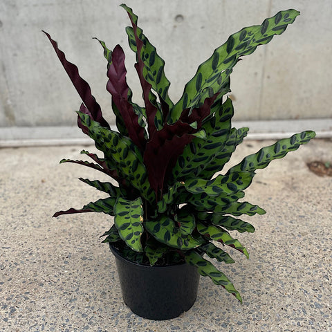 Calathea Insignis Rattlesnake Plant 200mm