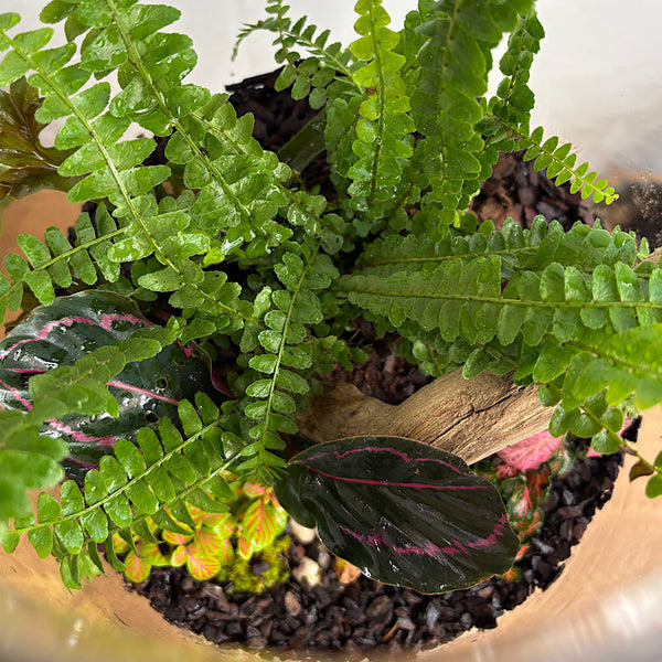 Large Globe Terrarium with Lush Forrest #1510