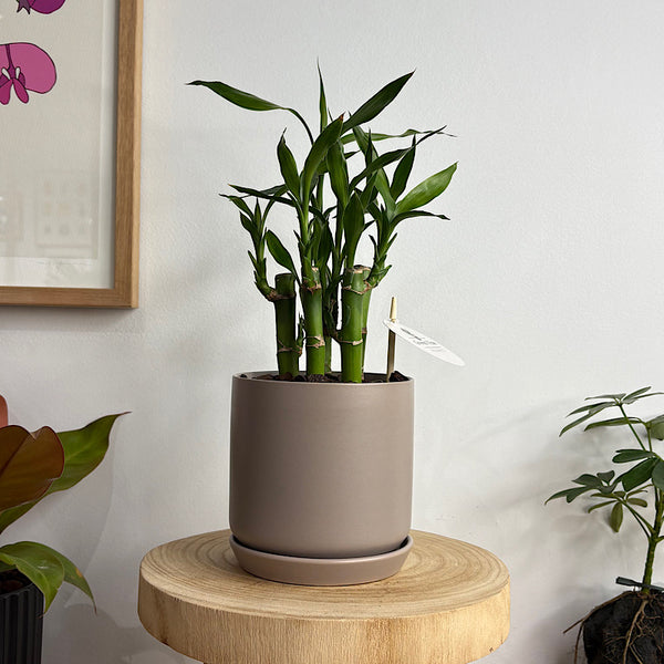 Lucky Bamboo in Small Oslo Pot Fog