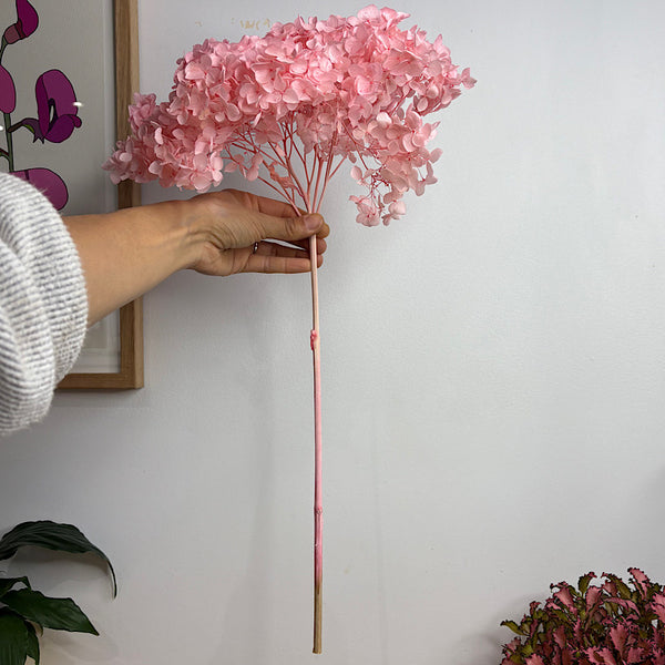 Preserved Hydrangea Pink