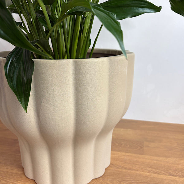 Peace Lily in X-Large Naku Pot Putty