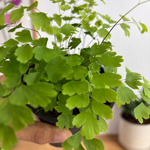 Adiantum Fragrantissium Maidenhair Fern 100mm