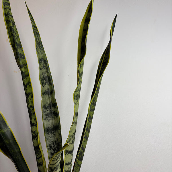 Sansevieria Laurentii Snake Plant in X-Large Oslo Pot Black