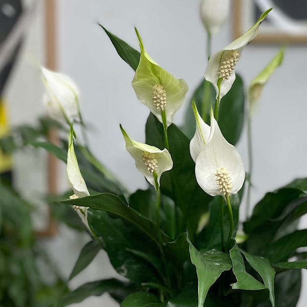 Peace Lily in Large Oslo Pot White