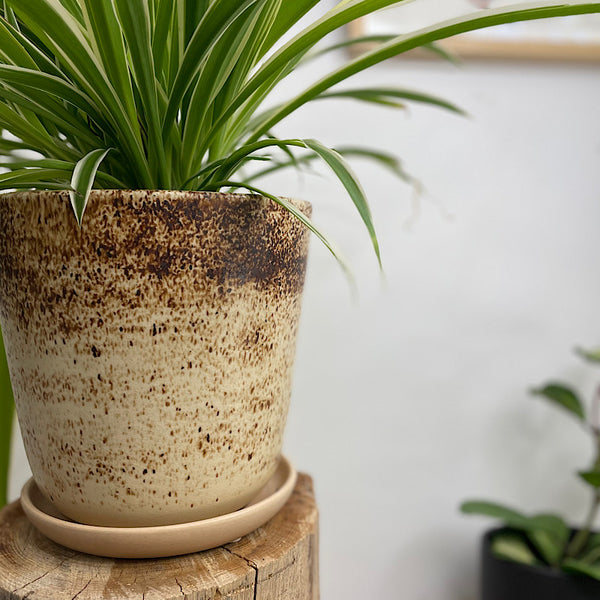 Spider Plant in Large Gerti Speckle Pot