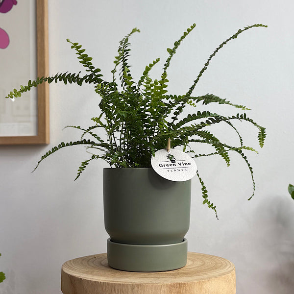 Lemon Button Fern in Small Stockholm Pot Eucalyptus