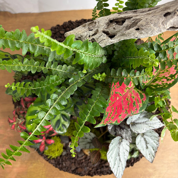 Jumbo Helga Terrarium with Lush Forrest with Timber Base and Ball #0209