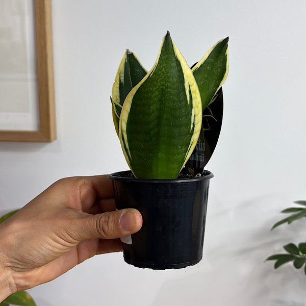 Sansevieria Lotus Hahnii Snake Plant 80mm