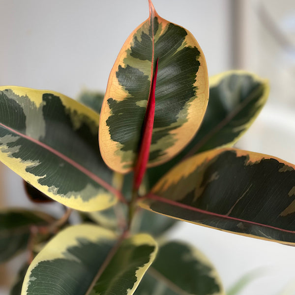 Ficus Elastica Tineke 170mm