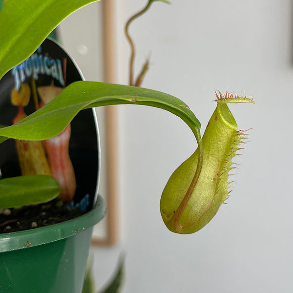 Nepenthes Tropical Pitcher Plant 100mm