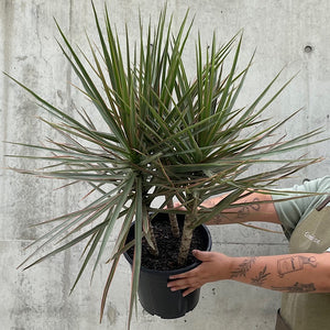 Dracaena Marginata Mix Dragon Tree 250mm