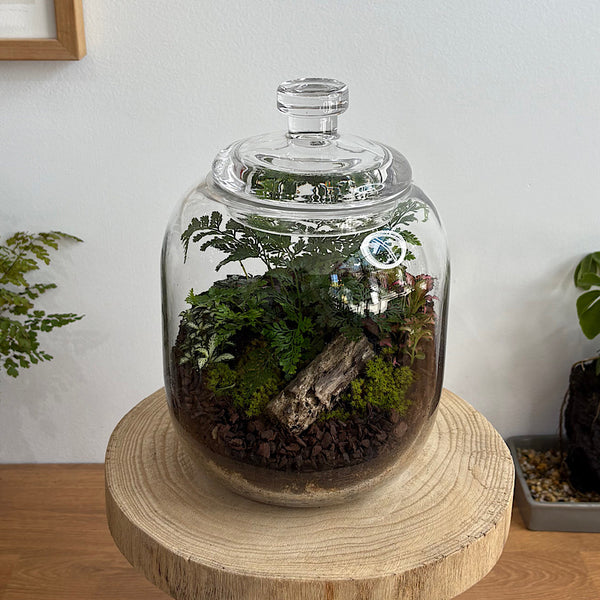 Fern & Fittonia Medium Frida Terrarium
