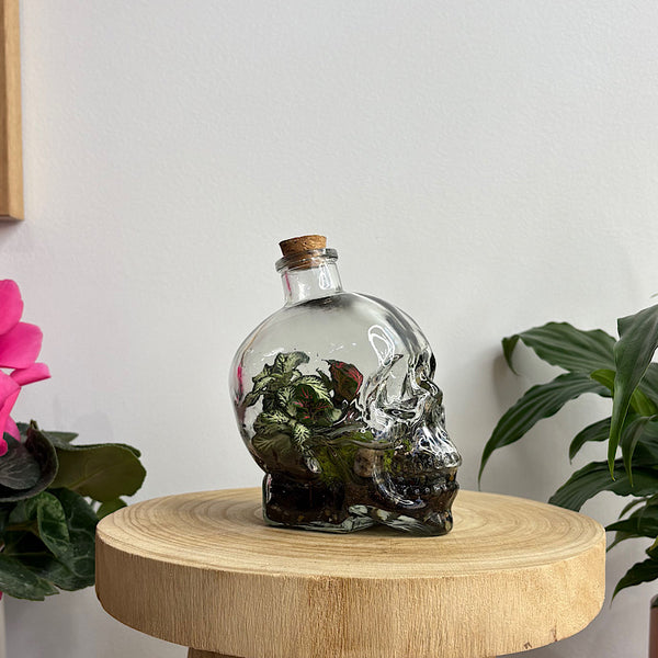 Fittonia, Ficus and Moss Small Skull Bottle Terrarium