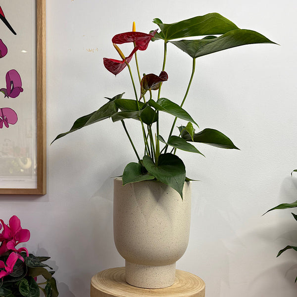 Anthurium Flamingo Flower Red in Rhett Pedestal Pot
