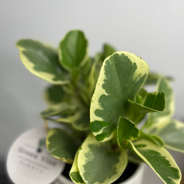 Peperomia Obtusifolia Variegata in Clovelly Pot White