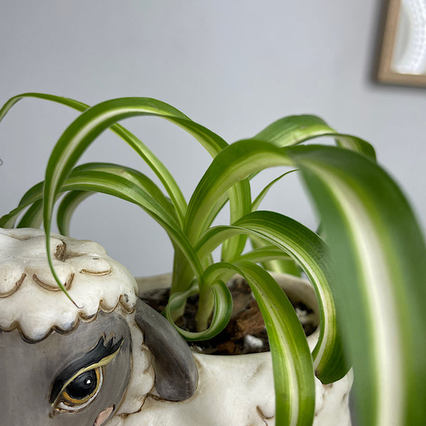 Spider Plant in Baby Black Sheep Pot White