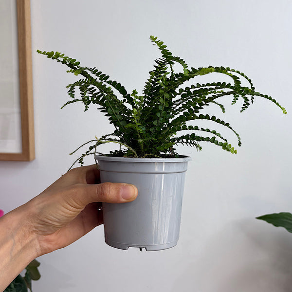 Nephrolepis Cordifolia Duffii Fern 105mm
